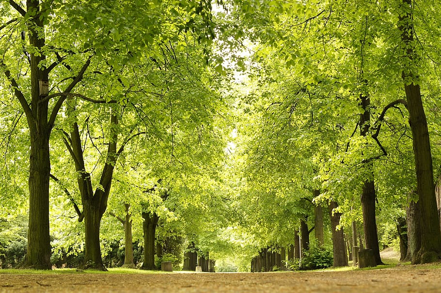 park, green, tree, nature, summer, the path, plant, green color HD wallpaper