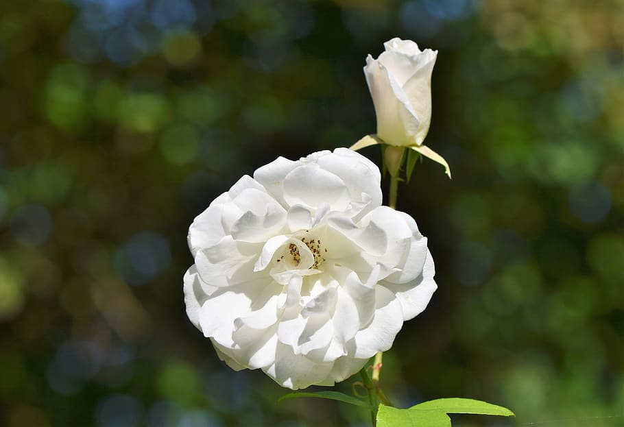 rose, rose bloom, bud, white, blossom, beauty, plant, flora HD wallpaper
