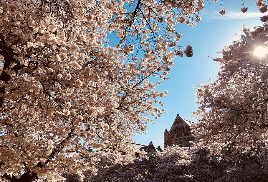 trees near white building, plant, flower, blossom, cherry blossom HD wallpaper