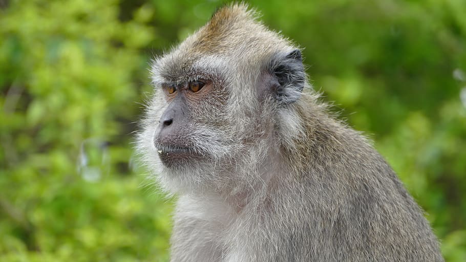 monkey, ape, mauritius, mountains, grand bassin, ganga talao HD wallpaper