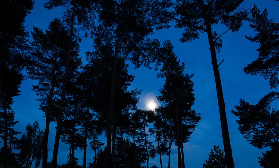moon, nature, night, sky, landscape, fantasy, full moon, mood HD wallpaper