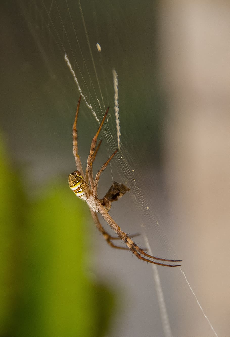 spider, spider web, st andrews cross spider, yellow, stripes, HD wallpaper
