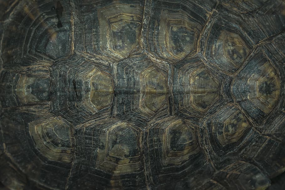 black turtle shell, animal, reptile, tortoise, sea life, box turtle, HD wallpaper