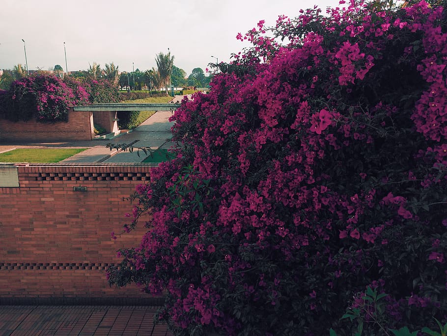 garden, flowers, architecture, plant, tree, growth, pink color HD wallpaper