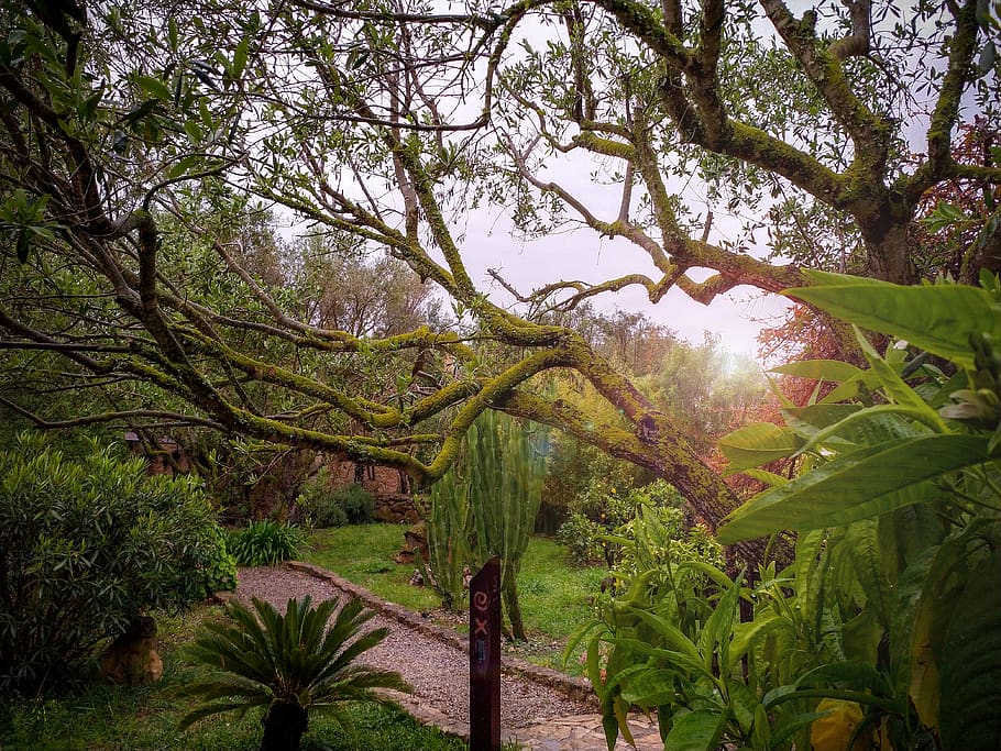 spain, son servera, finca can duvai, moss, lichen, cactus, trees HD wallpaper