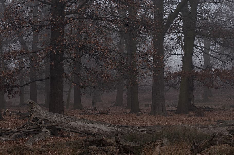 forest, park, trees, winter, leaves, leaf, grass, london, uk HD wallpaper
