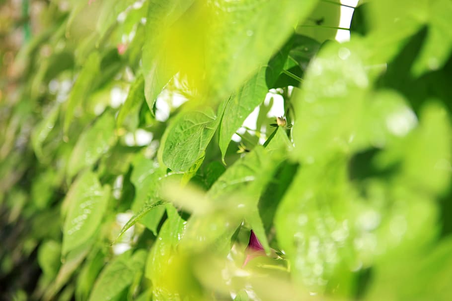 leaf, green, forest, blur, plant, close-up, garden, branch HD wallpaper
