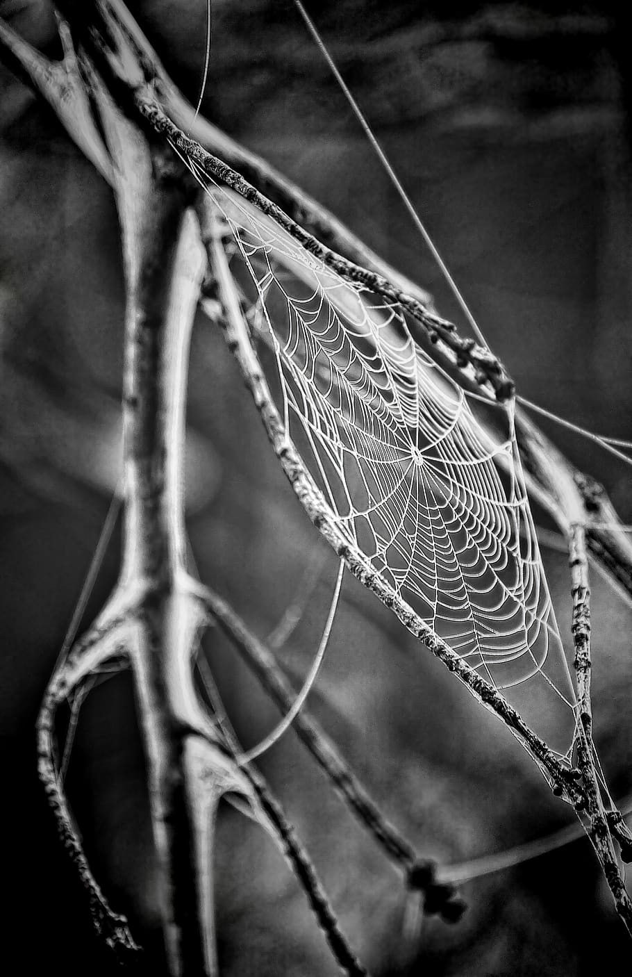 Spider Web Grayscale Photo, black-and-white, cobweb, macro, spider's web HD wallpaper