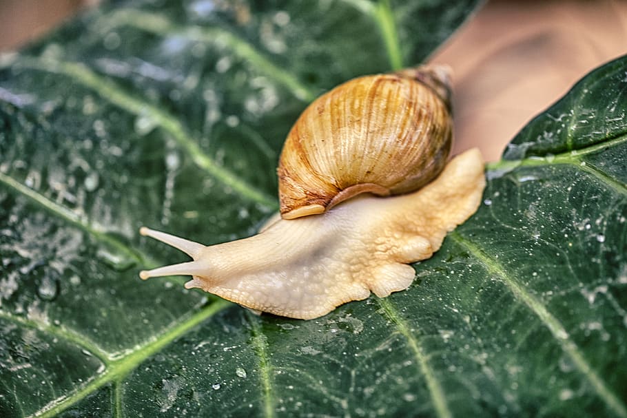 snail, nature, shell, wild, animal, summer, spiral, garden HD wallpaper