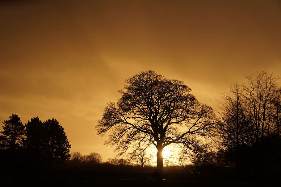tree, silhouette, evening, sunset, sky, plant, tranquility HD wallpaper