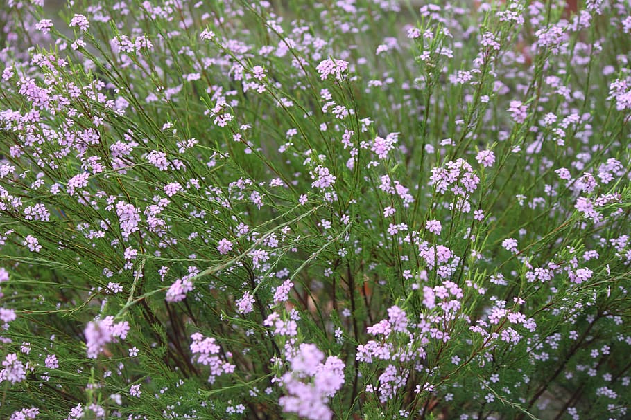 flower, spring, bloom, garden, flowering plant, freshness, beauty in nature HD wallpaper