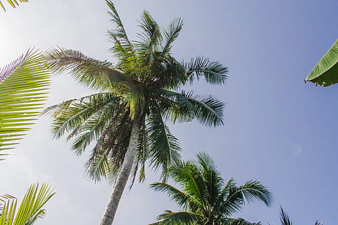 green palm tree, plant, arecaceae, flora, vietnam, coast, outdoors HD wallpaper