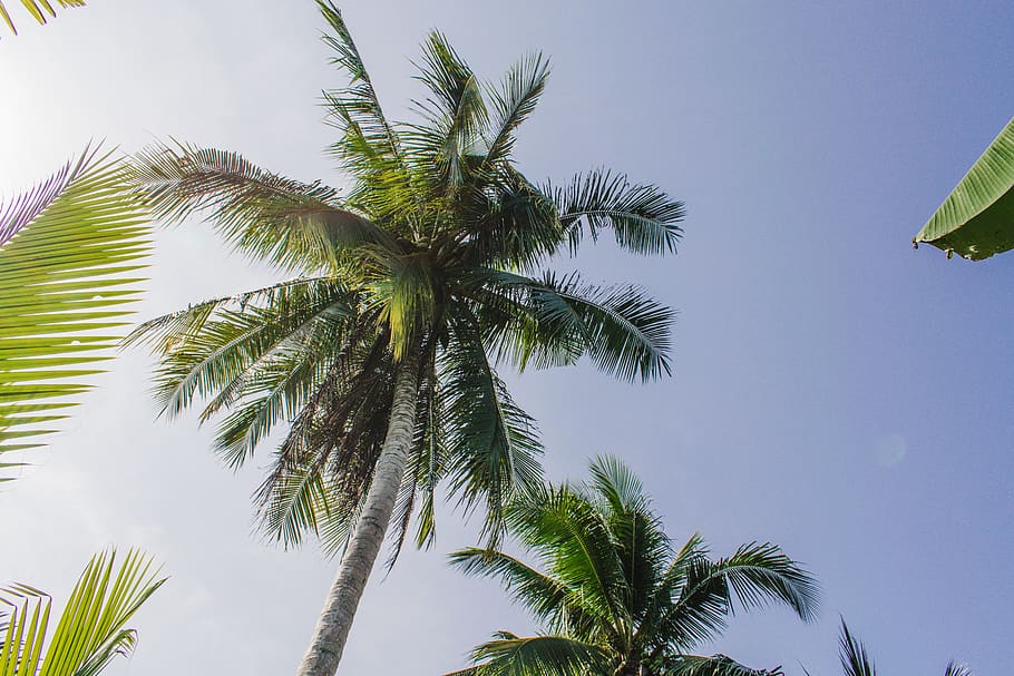 green palm tree, plant, arecaceae, flora, vietnam, coast, outdoors HD wallpaper
