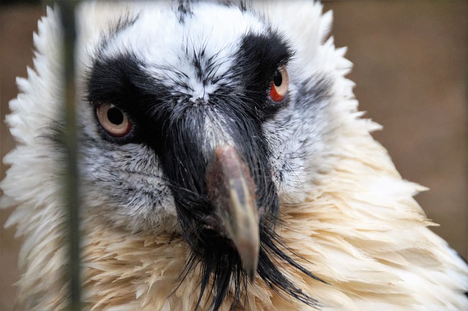 Harpy Eagle, doubleheaded Eagle, golden Eagle, tribe, bald Eagle, EAGLE,  Tattoo, feather, Bird, beak