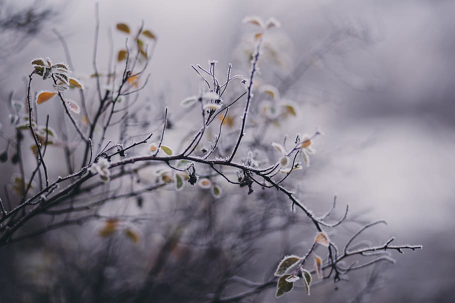 Tilt Shift Focus Photography of White Petaled Flower, blurred background HD wallpaper
