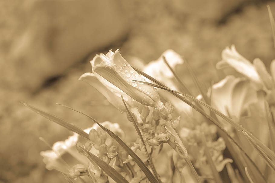 flowers, retro, background, nature, summer, plant, growth, close-up HD wallpaper
