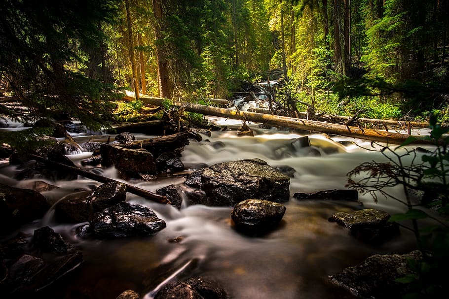 forest, nature, trees, green, water, leaves, rocks, wood, mountain HD wallpaper