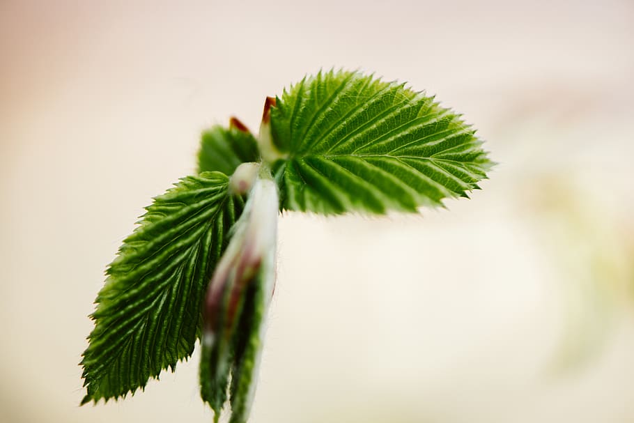 plant, leaf, tree, conifer, austria, green, spring, abies, fir HD wallpaper