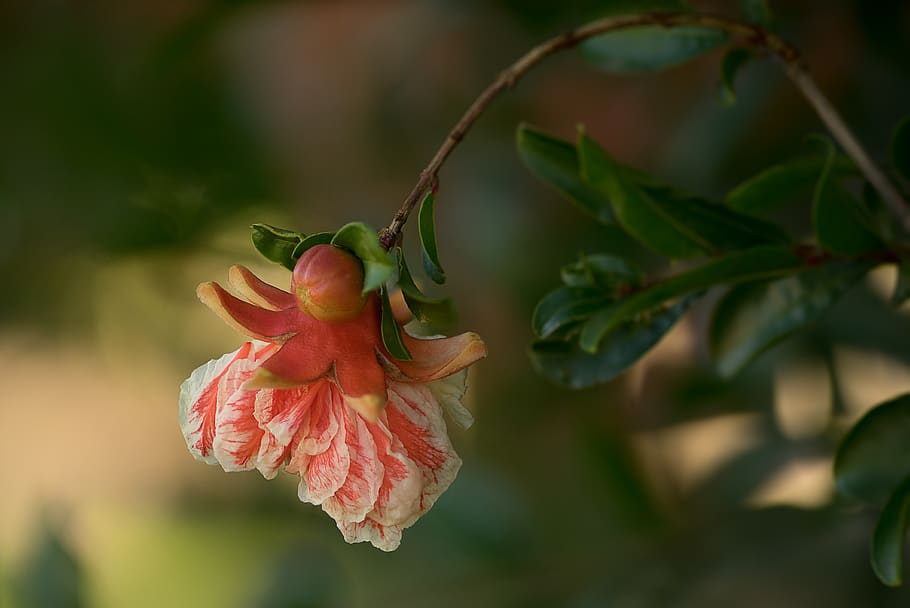plant, flower, flowering plant, beauty in nature, freshness HD wallpaper