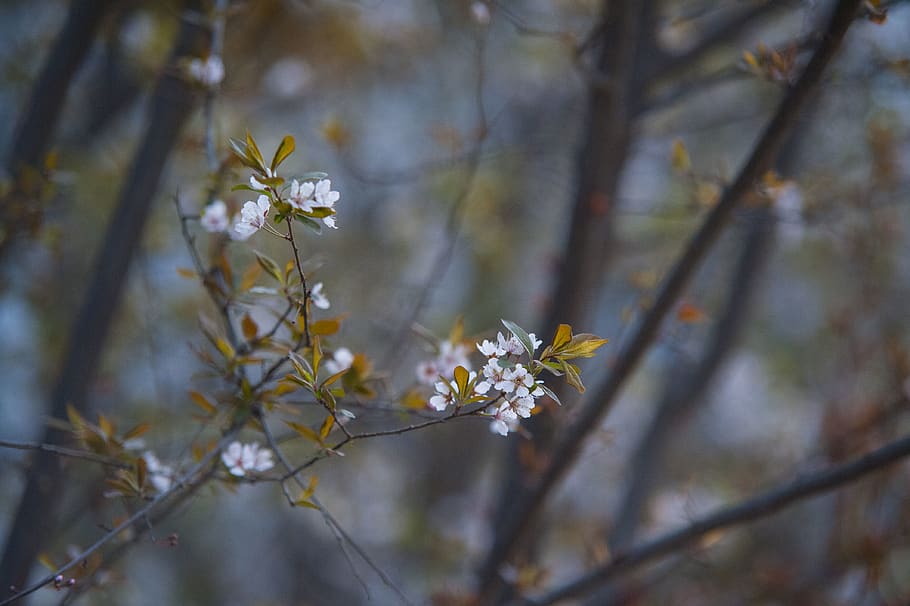 plant, flower, tree, pollen, blossom, cherry blossom, spring HD wallpaper