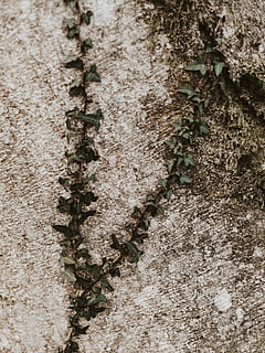 green leafed plant, ground, asphalt, tarmac, road, outdoors, soil HD wallpaper