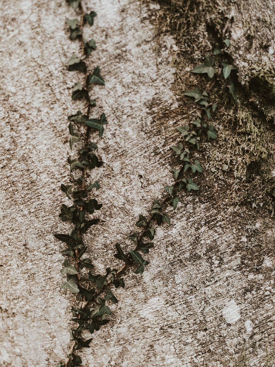 green leafed plant, ground, asphalt, tarmac, road, outdoors, soil HD wallpaper