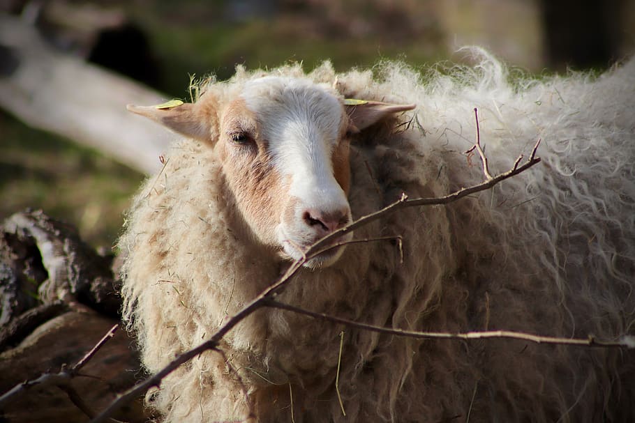 sheep, livestock, pet, wool, sheep's wool, mammal, sheep face HD wallpaper