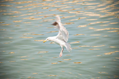wings, ailes, alas, oiseau, pajaro, ave, bird, seagull, mouette HD wallpaper