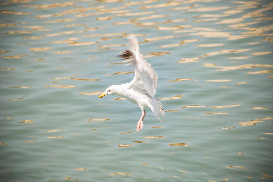 wings, ailes, alas, oiseau, pajaro, ave, bird, seagull, mouette HD wallpaper