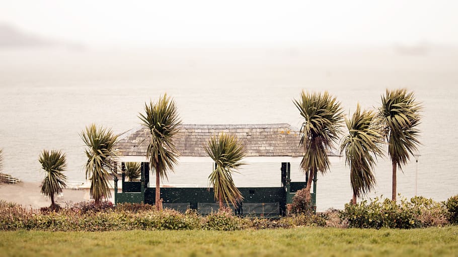 Field of Trees Near House, architecture, beach, grass, landscape HD wallpaper