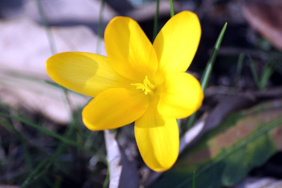 crocus, yellow, blossom, bloom, mm, spring, spring flower, close up HD wallpaper