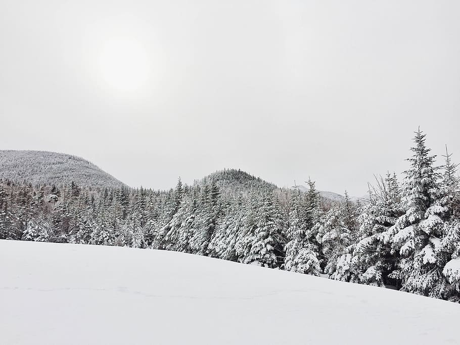 snow, winter, mountain, tree, plant, nature, outdoor, travel HD wallpaper