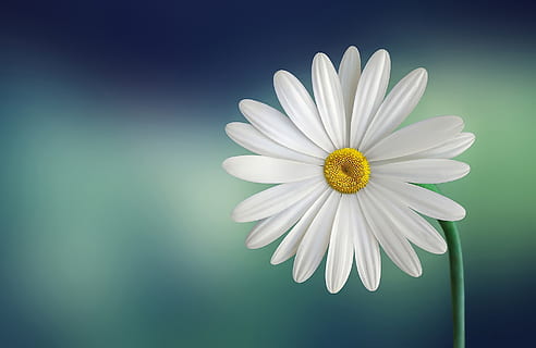 White and Yellow Flower With Green Stems, bloom, blossom, close-up HD wallpaper