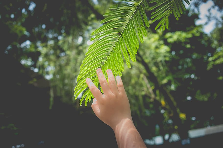 Green Leafed Trees, beautiful, hand, touch, human hand, plant HD wallpaper