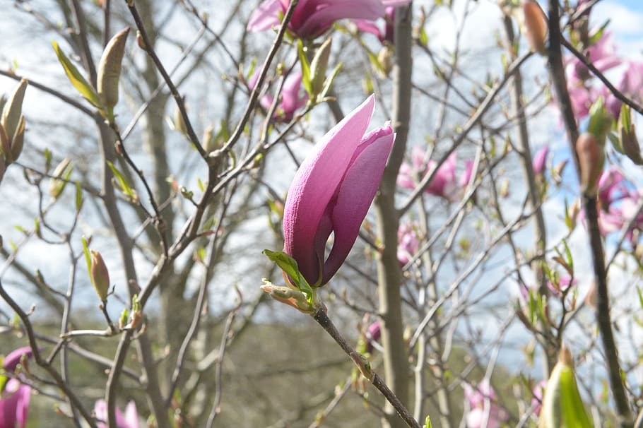 spring, blossom, bloom, bush, garden, branch, beauty, plant HD wallpaper