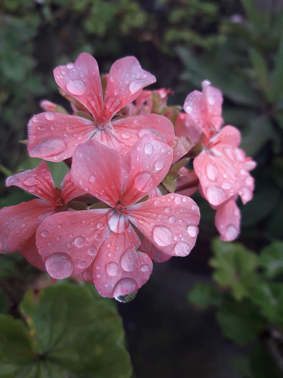 pink, flower, waterdrop, green, nature, plant, wet, beauty in nature HD wallpaper