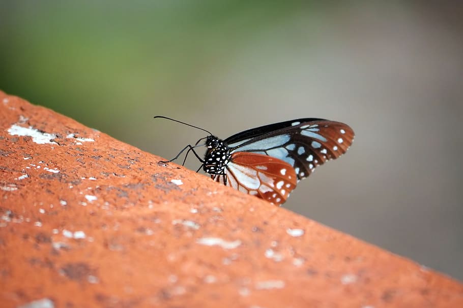 small, butterfly, insect, color, colorful, invertebrate, animal wildlife HD wallpaper