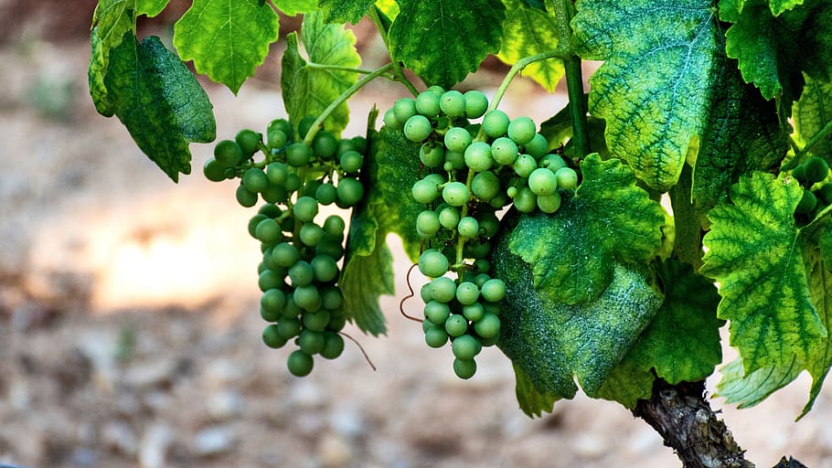 grapes, vineyard, viticulture, grapevine, grape leaves, grape harvest, HD wallpaper