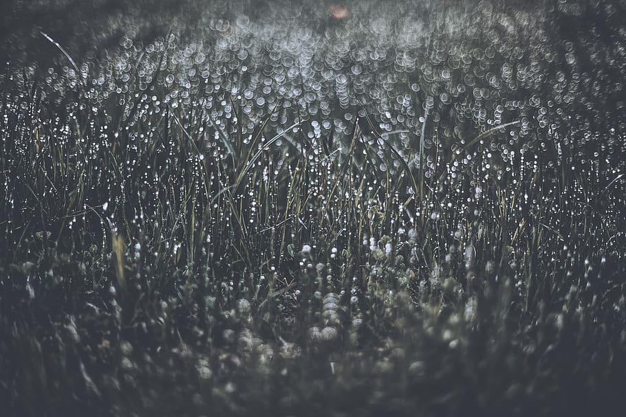Grayscale Photography of Water Dew on Grass, blur, close-up, colors HD wallpaper