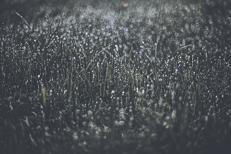 grass field, closeup, macro, bokeh, nature, meadow, dew, wet grass HD wallpaper