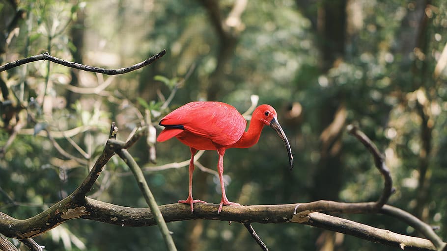 red bird on tree brance, animal themes, vertebrate, animal wildlife HD wallpaper