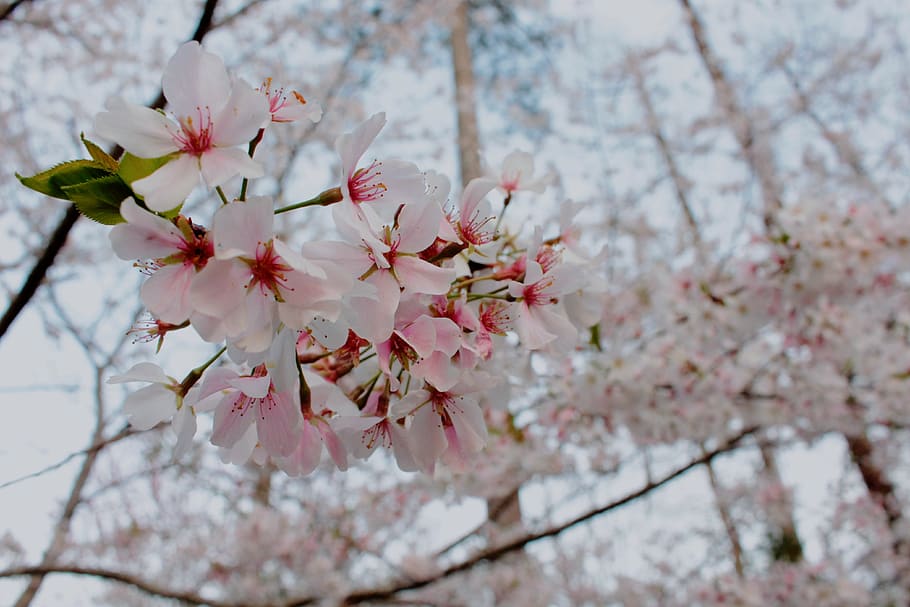 Cherry Blossom Close-up Photo, beautiful, bloom, blooming, blur, HD wallpaper