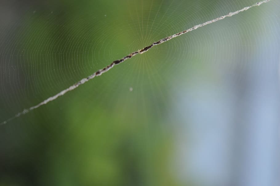 india, aluva, close-up, no people, nature, selective focus HD wallpaper