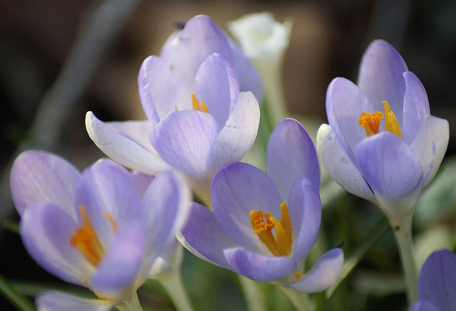 crocus, transparent, lilac, flowers, nature, spring, garden HD wallpaper