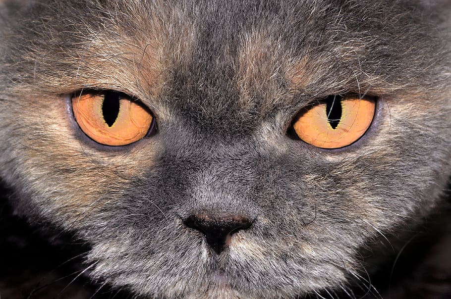 cat, close up, head, animal, pet, eyes, orange, face, view HD wallpaper