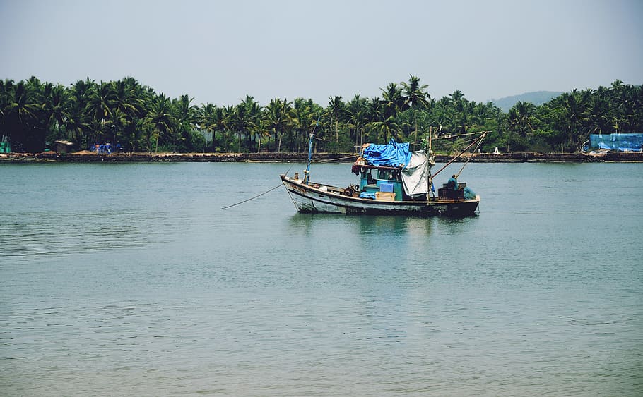 river, lake, goa, inlet, water, forrest, palm, trees, coconut HD wallpaper