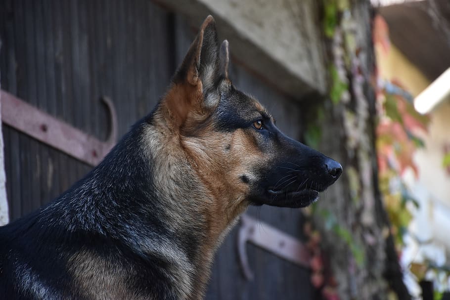 dog, german shepherd, animal, hund, schäferhund, german shepard, HD wallpaper