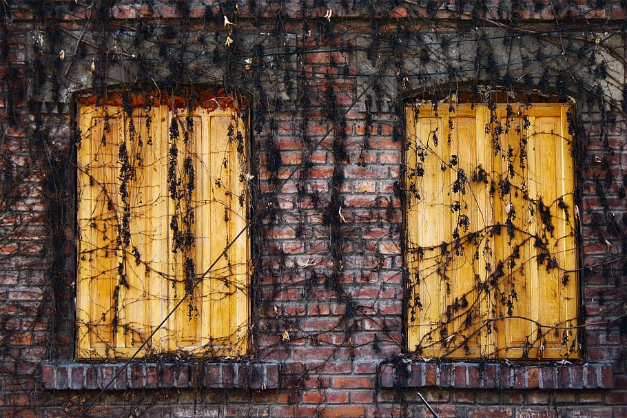 bricks, vines, wood, shutters, old, no people, weathered, full frame HD wallpaper