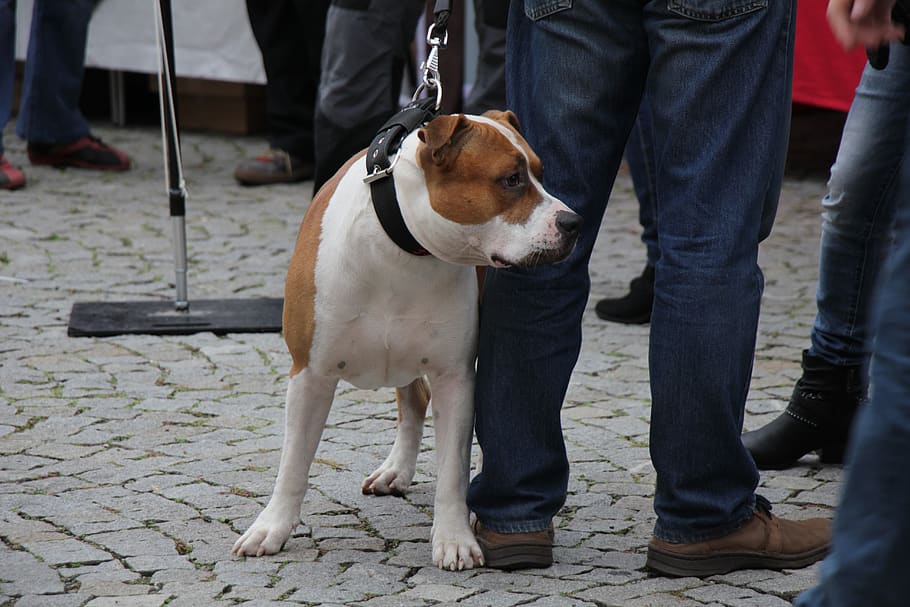 dog, fair, animals, walk, pets, each, breed, domestic, domestic animals HD wallpaper