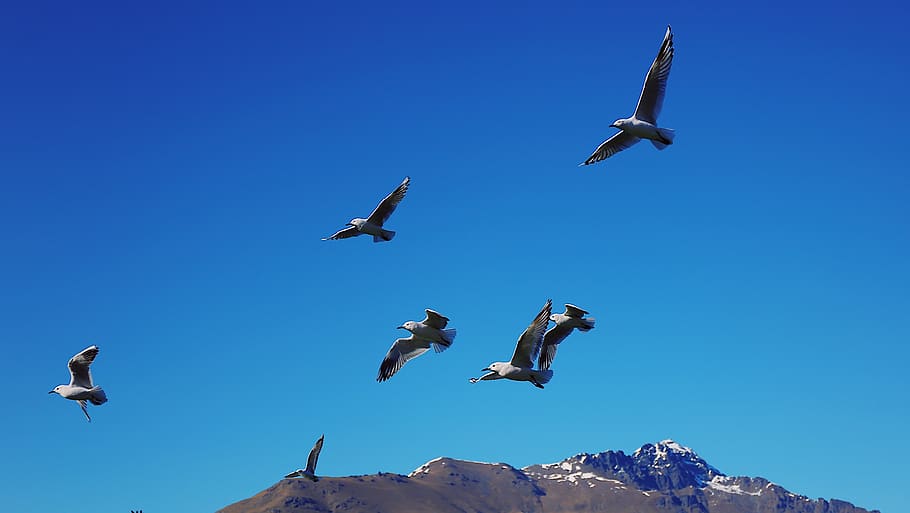 sky, birds, blue, sun, flying, group of animals, vertebrate HD wallpaper
